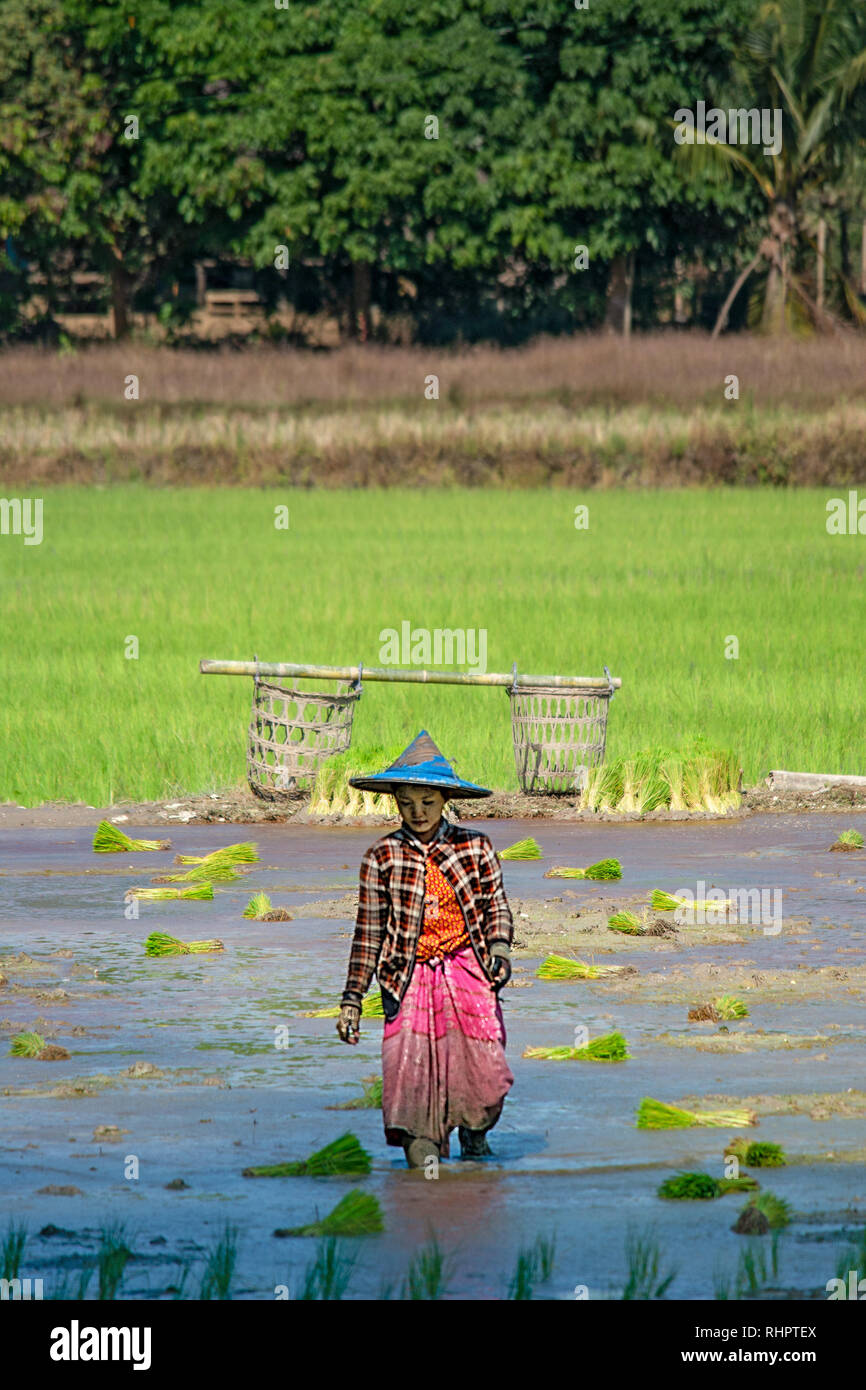 A young female field worker walks through a water logged rice paddy ...