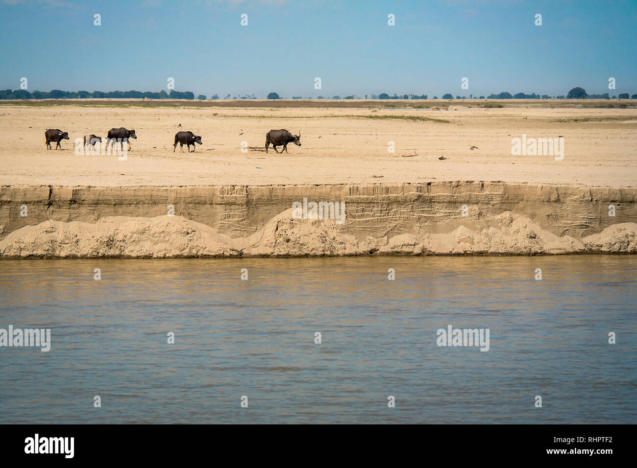 A heard of water buffalo walk inline along a sand bank towards a river to water. Stock Photo