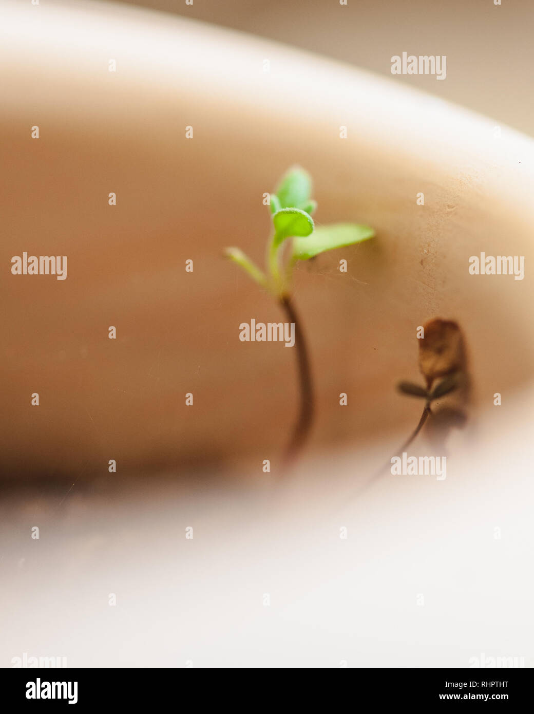 plant all alone Stock Photo Alamy