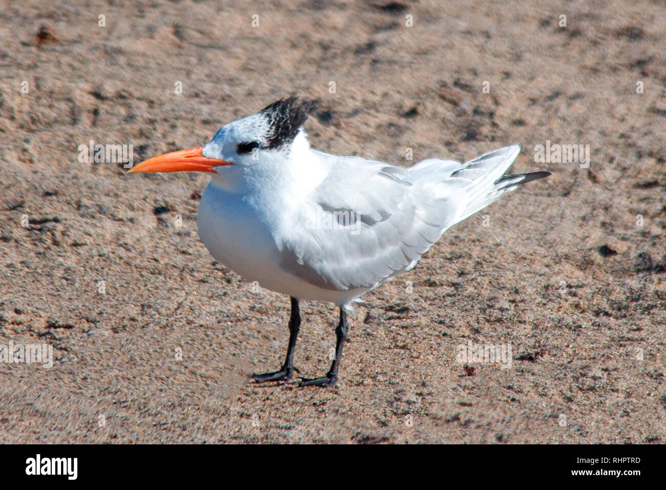 Black Crested Seagull at McGrath State Park nature preserve in Ventura