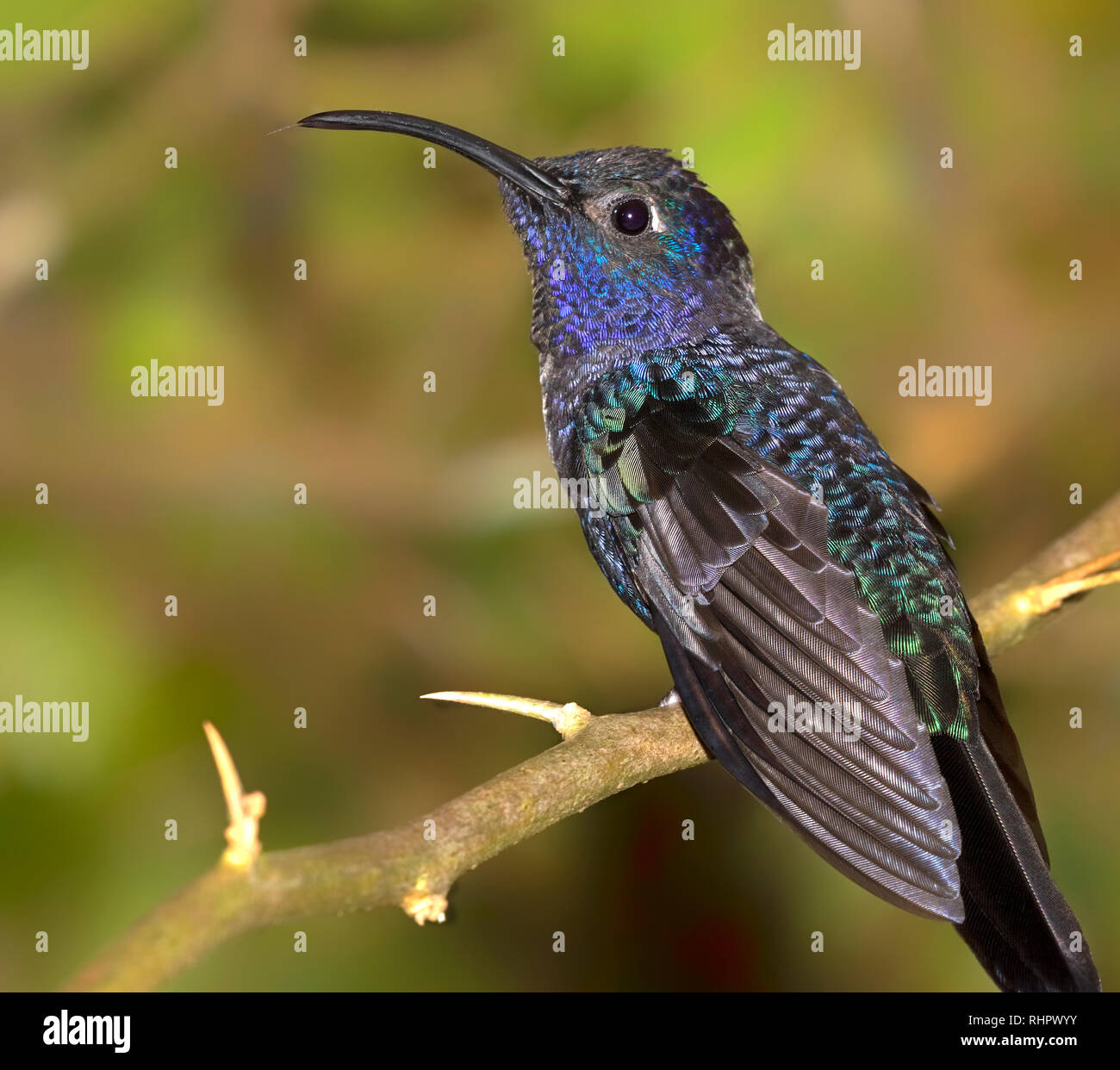 Violet sabrewing (Campylopterus hemileucurus) perched on a branch, Alajuela, Costa Rica Stock Photo
