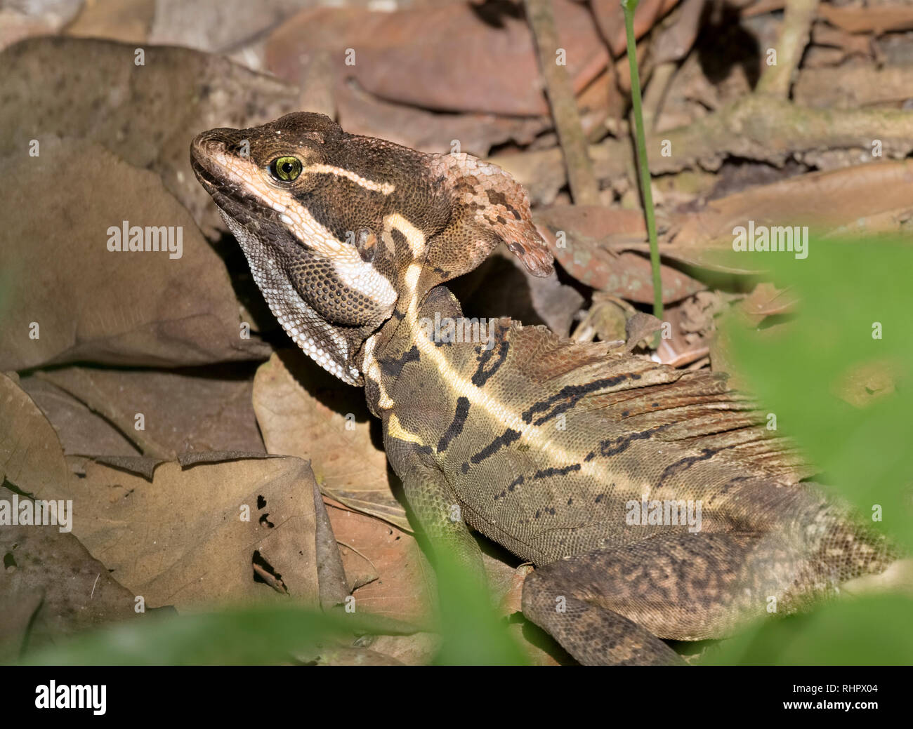Brown basilisk has very nice camouflage for the bottom of tropical forest, Quepos, Costa Rica Stock Photo