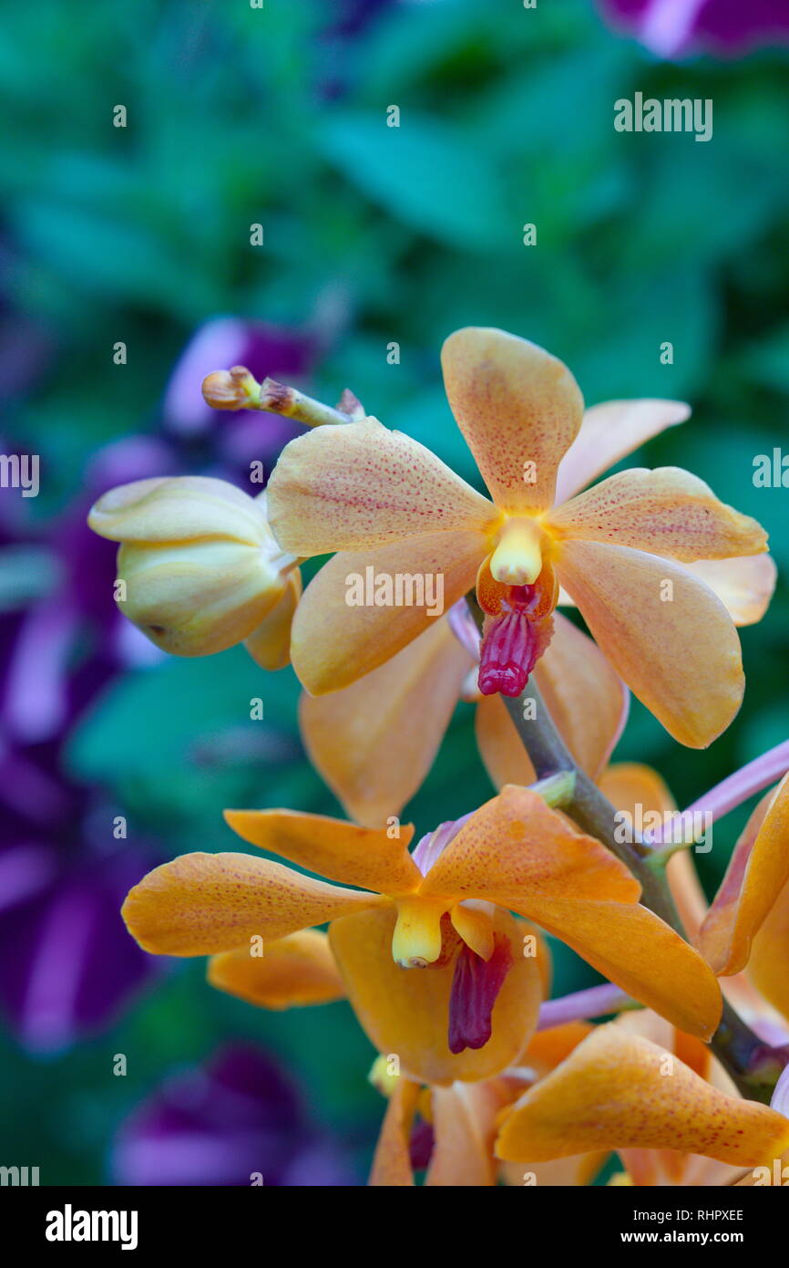 Beautiful orange vanda orchid flowers blossoms in the garden Stock Photo