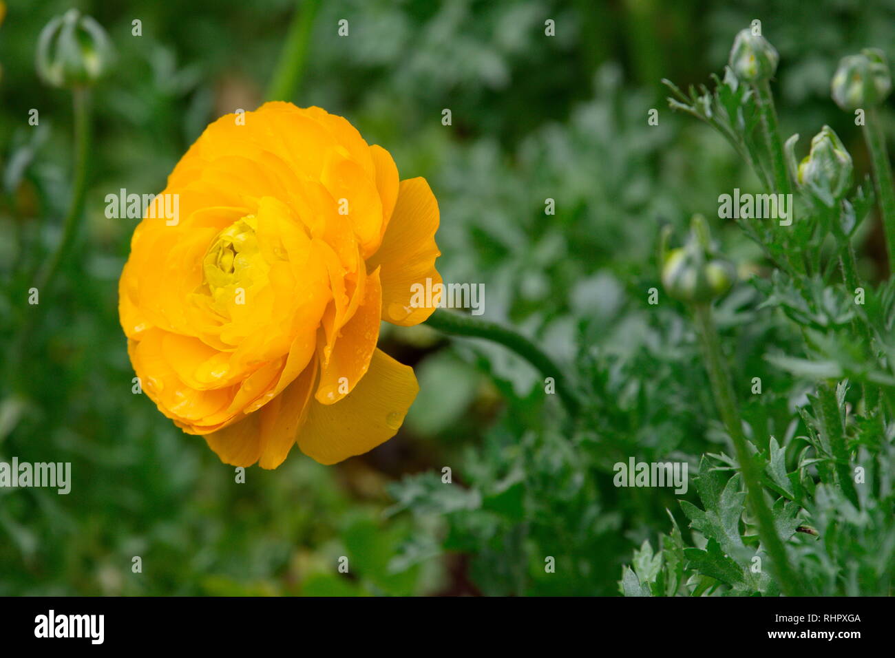 High Res Ranunculus Persian buttercup flowers yellow ranunculus hi-res stock photography ...