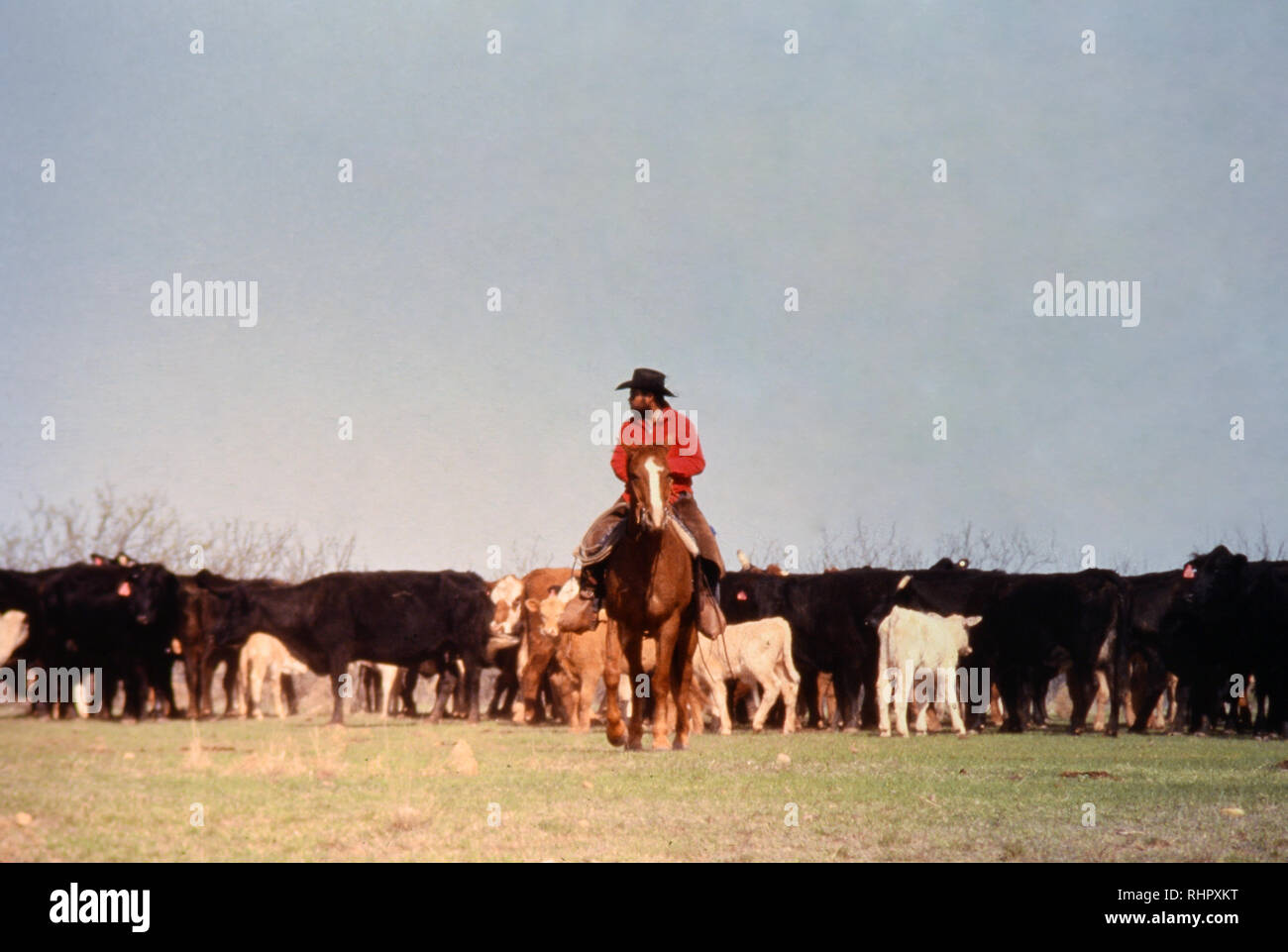Cowboy in a red shirt on horseback during a spring round up on a Texas ...