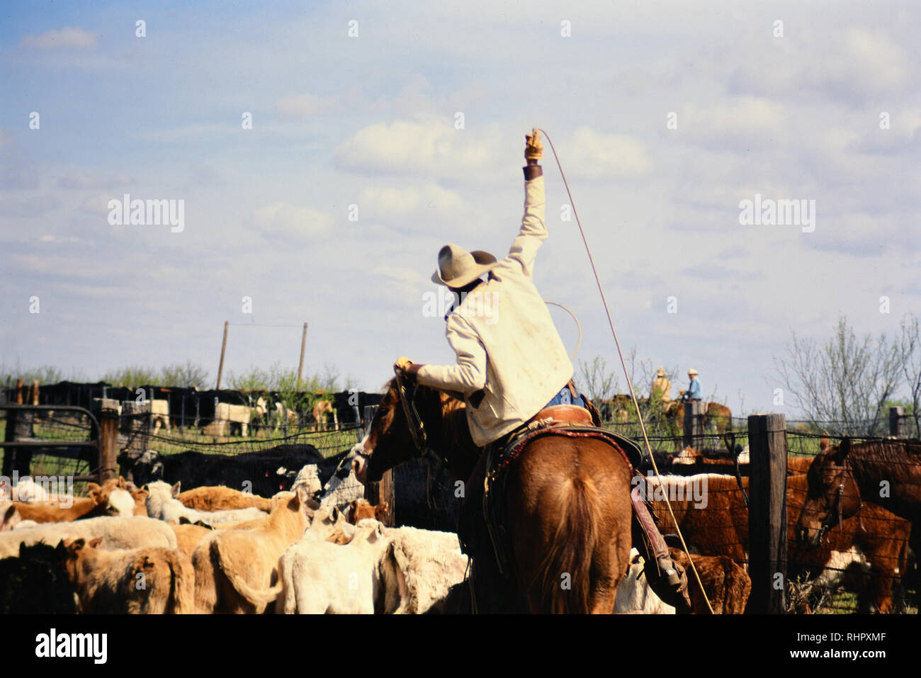 Cowboy roping a calf during spring branding time on a Texas ranch Stock Photo