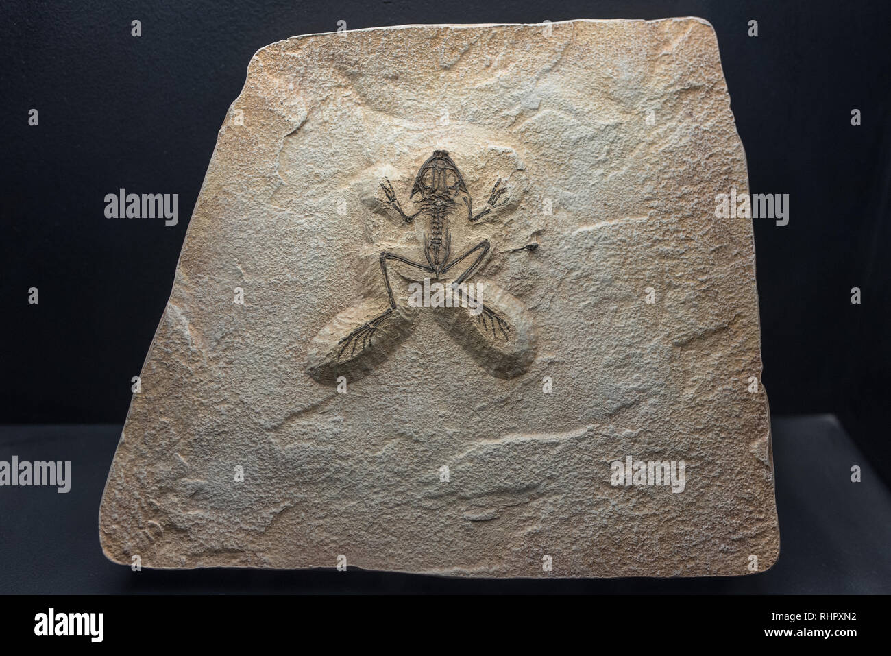 fossil of a prehistoric frog found in perfect condition on a rock Stock Photo