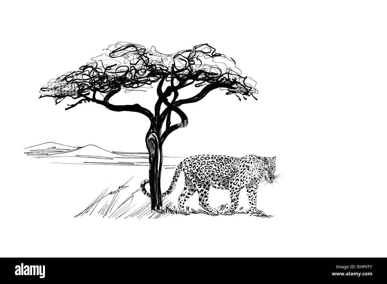 Leopard near a tree in africa. Hand drawn illustration. Collection of hand drawn illustrations (originals, no tracing) Stock Photo