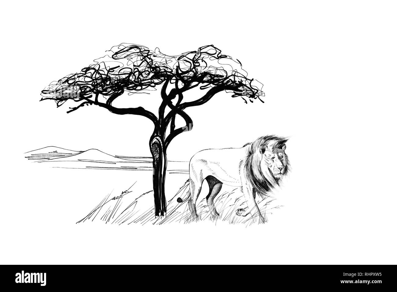 Lion male near a tree in africa. Hand drawn illustration. Collection of hand drawn illustrations (originals, no tracing) Stock Photo