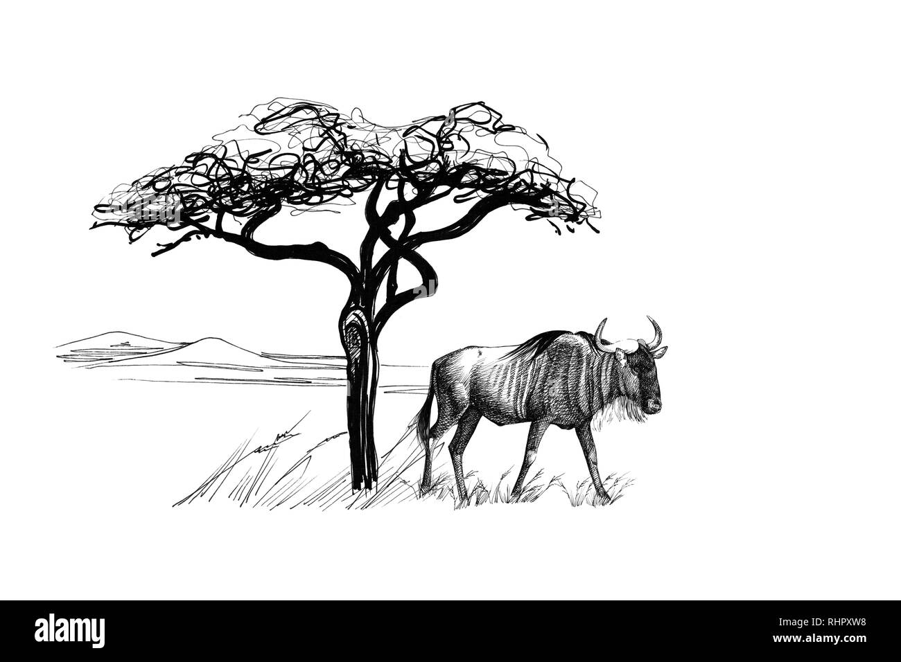 images Face Wildebeest Drawing https www alamy com wildebeest near a tree in africa hand drawn illustration collection of hand drawn illustrations originals no tracing image234687972 html