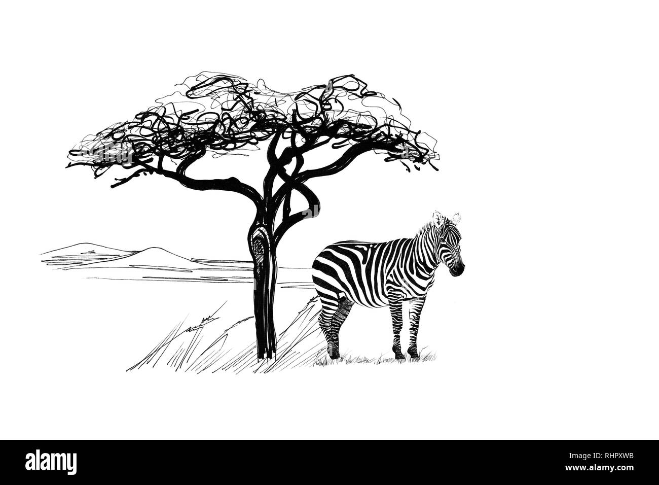 Zebra near a tree in africa. Hand drawn illustration. Collection of