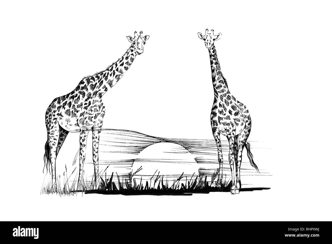 Baby Giraffe Zum Ausmalen Baby Giraffe Zum Ausmalen