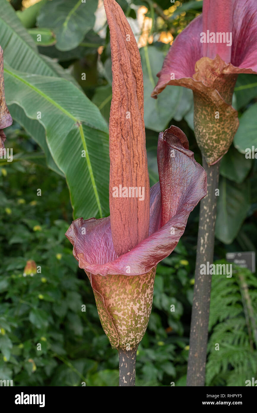 Devil's Tongue, Umbrella Arum, Leopard Palm, Snake Palm, Amorphophallus rivieri Stock Photo