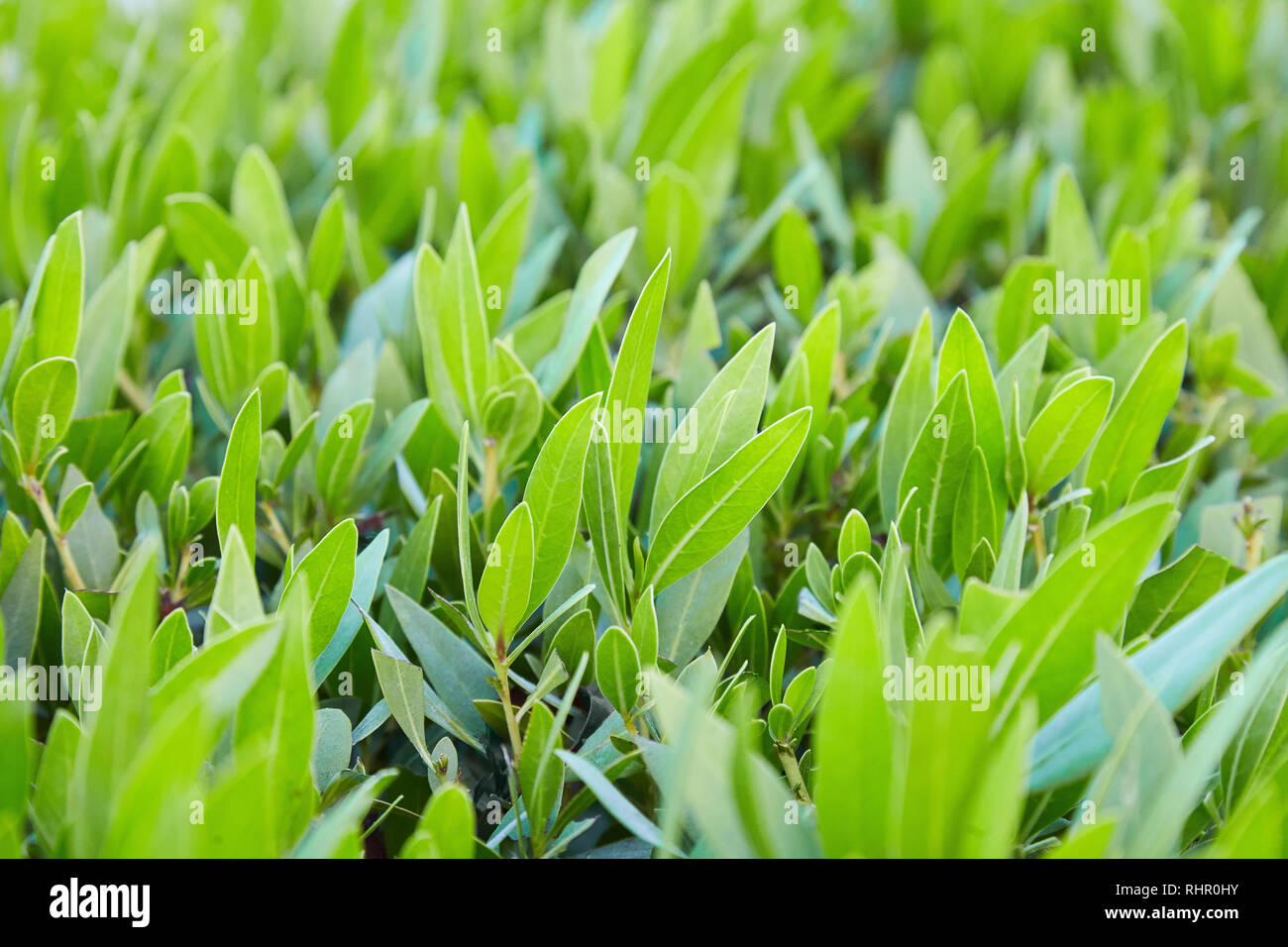 Green bush leaves hi-res stock photography and images - Alamy