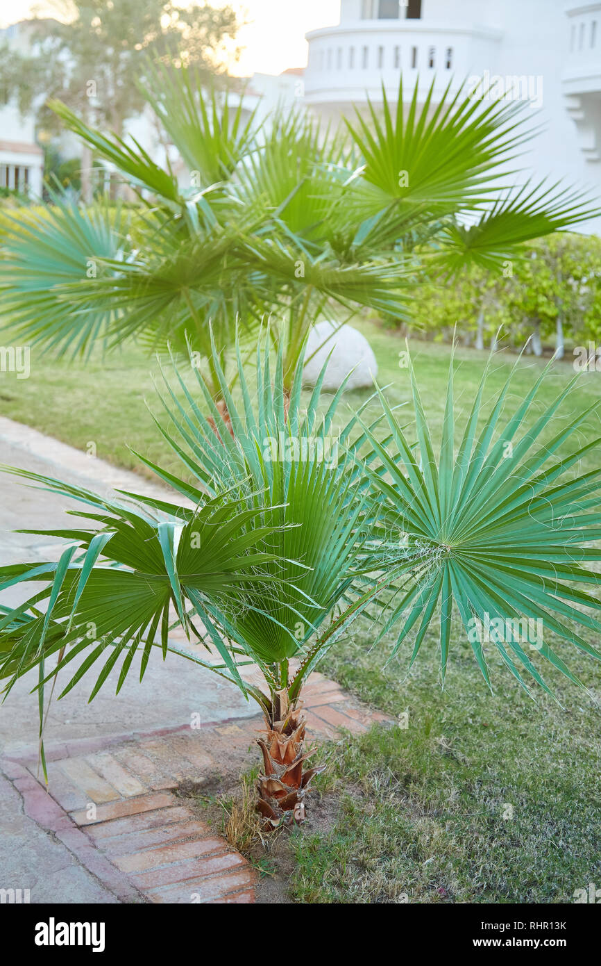 Washingtonia filifera palm tree growing outdoors Stock Photo Alamy