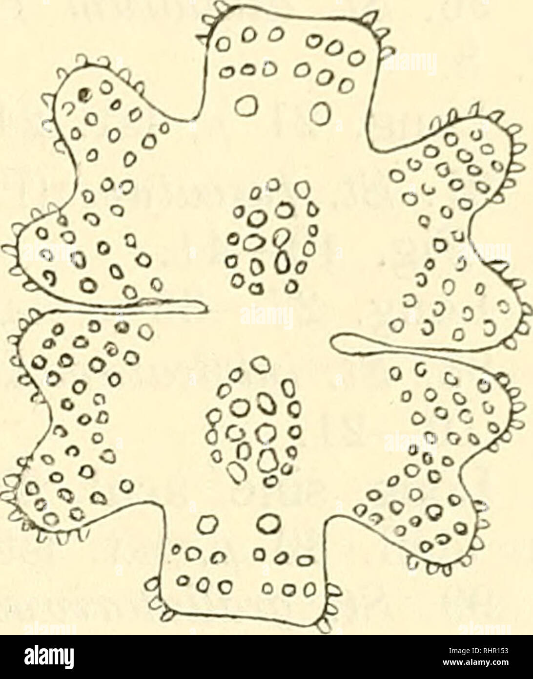. Beihefte zum botanischen Centralblatt. Plants. Georgevitch, Desmidiaceen aus dem Prespasee in Macedonien. 243 83. E. elegans var. speciosum Boldt — K. Bohlin, Bichag. 27. Fig. 6. Long. 36 /i, lat. 24 //., lat. isth. 5 /^. 84. E. insulare (Wittr.) Roy — West, Brit. Desm. Tab. XL. Fig. 11—13. Long. 21—22 /i, lat. 15 //, lat. isth. 3 //. 85. E. monocylum. Nordst. var. polonicum Racib. Forma. Icon. nostr. 4. Long. 51—57 /j., lat. 43—45 /i, lat. isth. 9—10 a, lat. lob. polar. 15. Diese Form unterscheidet sich von der von Raciborski beschriebenen (De nonnulis Desmidiaceis novis vel minus cognitis, Stock Photo