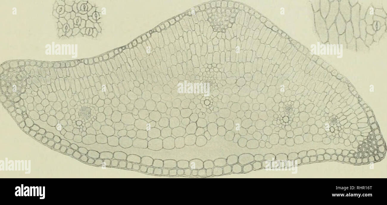. Beiträge zur Kenntnis der Vegetation der Canarischen Inseln. Mit Einfügung hinterlassener Schriften A.F.W. Schimpers. Plants. Subantarktische Inseln. 57 Bemerkenswert ist die subepidermale Mesophyllschicht an der Unterseite des Blattes. Sie besteht aus einer geschlossenen oder doch nur hier und dort von kleinen Intercellularen durch- setzten Lage von Zellen, die auch mit der unleren Epidermis fest verbunden, dagegen von dem. Fig. 26. Azorella Selago HOOK. fil. Querschnitt durch einen Blattzipfel. Oben links Epidermis der Oberseite, rechts Epi- dermis der Unterseite. Vergr. 100. H. Schenck ge Stock Photo