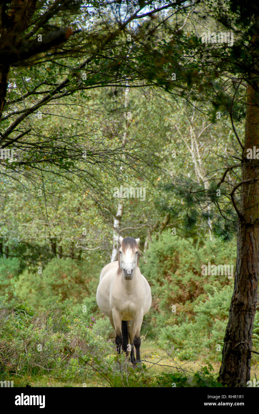 white horse galloping through forest Stock Photo - Alamy
