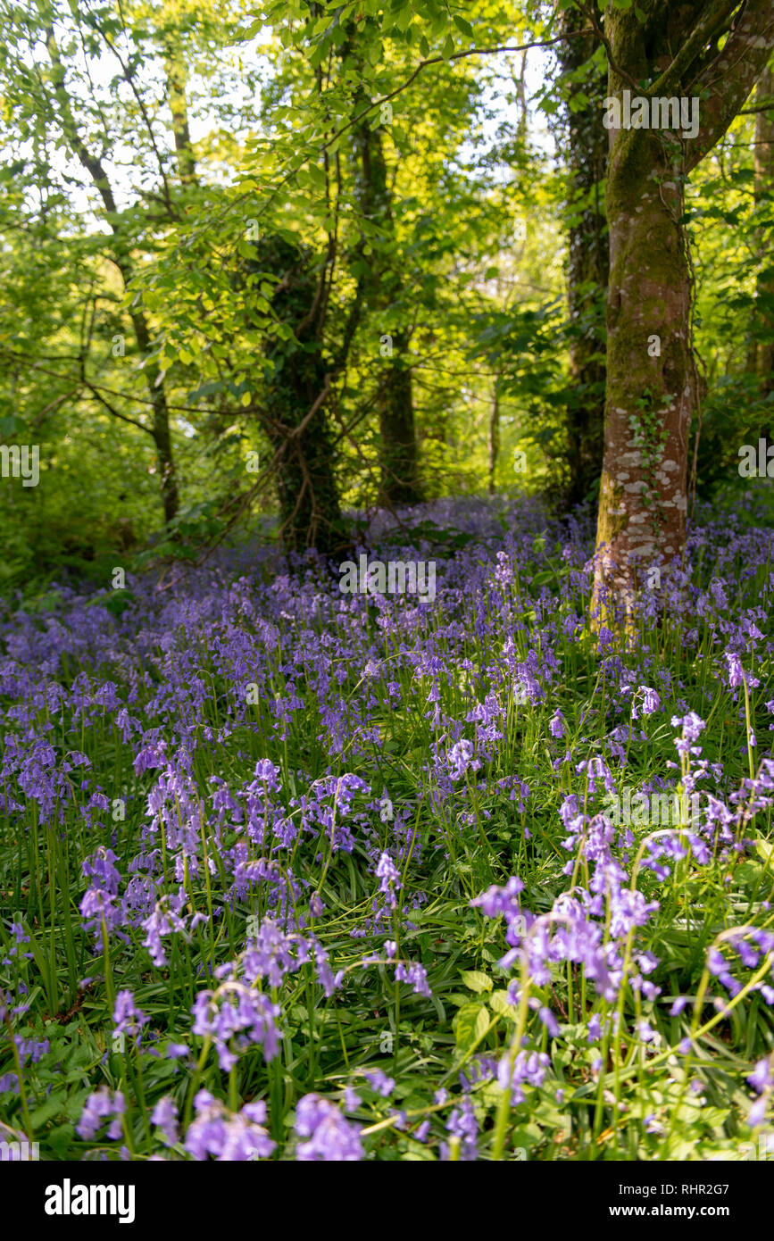 Bluebells field in the forest Stock Photo