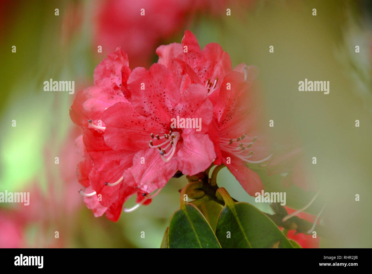 Red Rhododendron flower with green defocused background Stock Photo