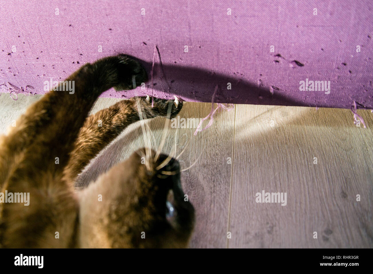 The cat claws upholstery furniture. Cat destroying furniture with front