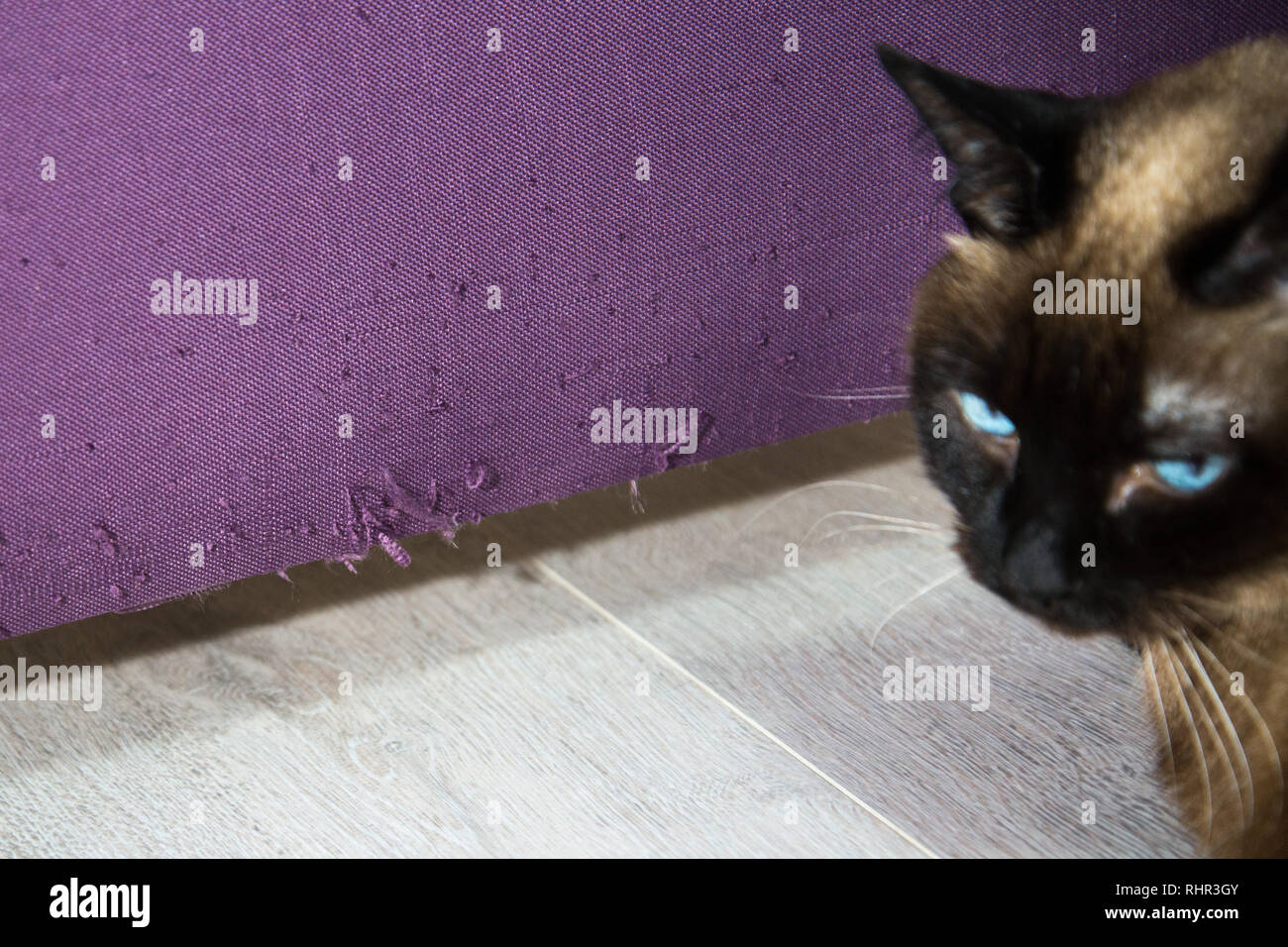 The cat claws upholstery furniture. Cat destroying furniture with front