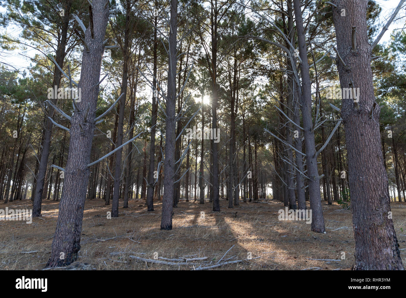 Sunset in the forest behind the pine trees Stock Photo