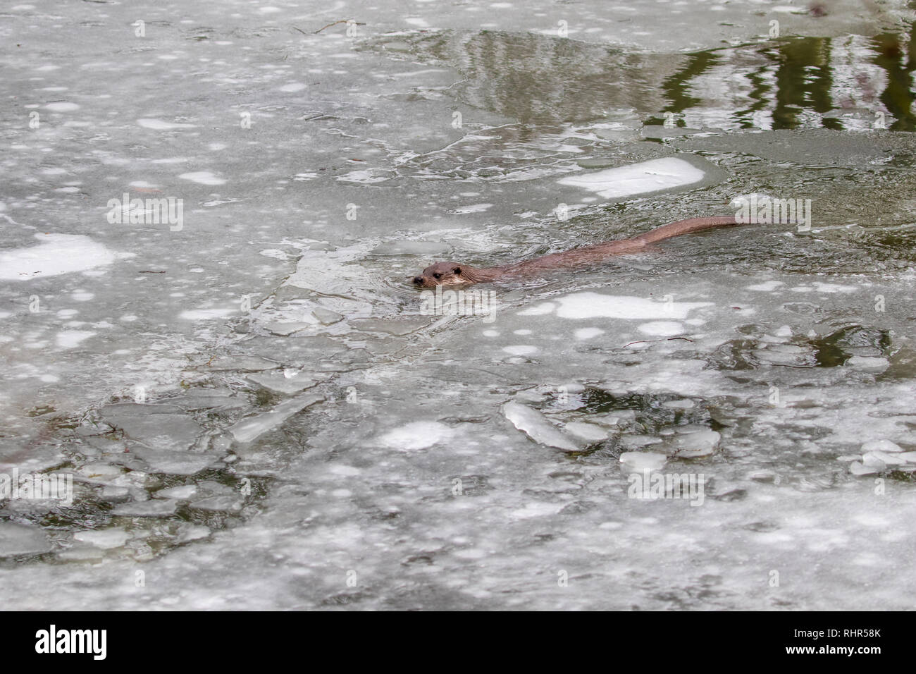 Otter swimming in Ice Stock Photo - Alamy