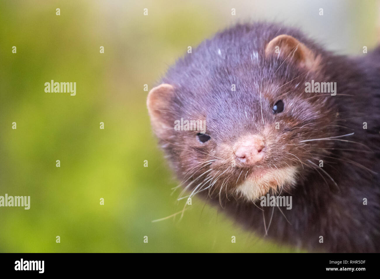 American Mink Head Stock Photo - Alamy