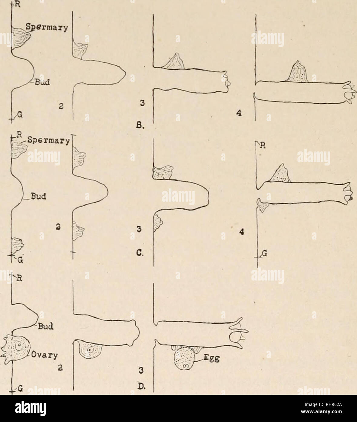 The Biological Bulletin Biology Zoology Biology Marine Biology 4 George W Tannreuther I 2 3 And 4 Shows The Position Of The Spermary At Different Periods Of Growth On The Bud