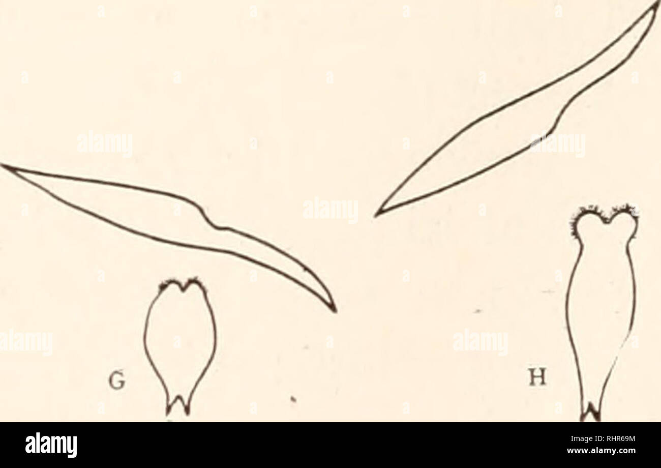 . The Biological bulletin. Biology; Zoology; Biology; Marine Biology. FIG. 3. Sketches illustrating the effect of Dileptus on rotifers. A-H, suc- cessive stages. Note differential effect, as seen by degree of subsequent con- traction, of contact with aboral surface of proboscis as seen in A and B, and of contact with oral surface of proboscis as seen in C and D. For further explanation see text. the proboscis of a dileptus came in contact with an elongated rotifer it contracted but slightly (Fig. 3, B), if at all, but when the oral surface of the proboscis struck the rotifer it contracted comp Stock Photo