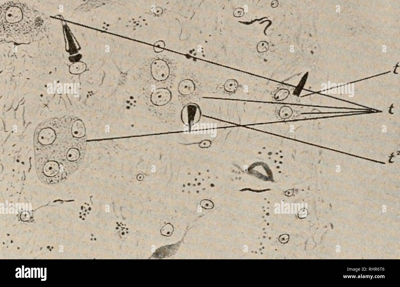 . The Biological bulletin. Biology; Zoology; Biology; Marine Biology. ASSOCIATION OF SOMATIC AND GERM CELLS IN CESTODES. 313 In the accompanying figure, however, I have shown what I consider good evidence in support of the former v'ew. This shows part of a proglottid of Dipylidium caninum con- taining numerous early testes. One of these contains but two cells, of which one is a developing flame cell (t'} showing only the cone of cilia, while the other is a testis cell. Another shows. A part of the parenchyma of Dipylidium caninum, showing developing testes (t), two of which contain flame cells Stock Photo