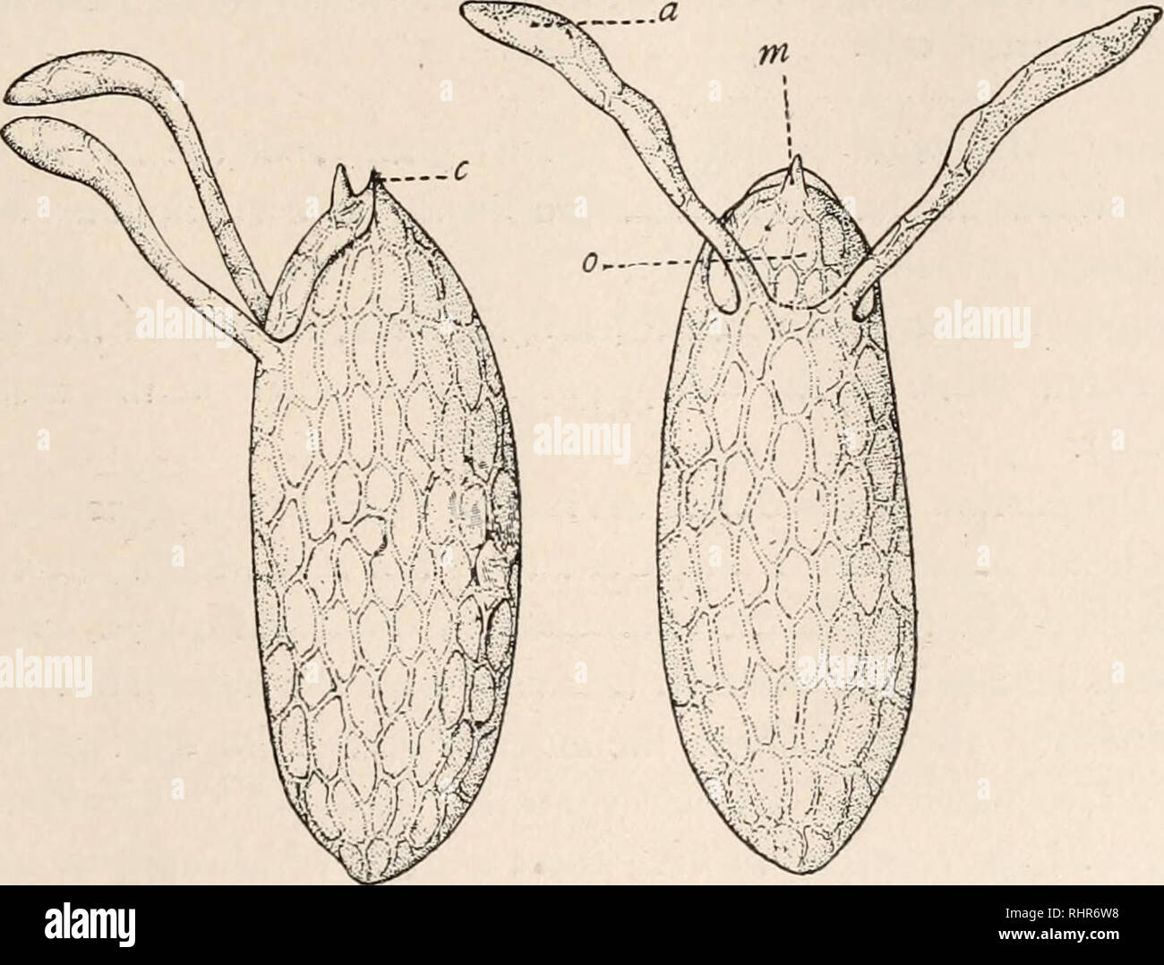 . The Biological bulletin. Biology; Zoology; Biology; Marine Biology. REPRODUCTION IN DROSOPHILA. 219 process is repeated in the spermathecae. Here it is still easier to follow their entrance, for the ducts of these receptacles are very thin and transparent. In no case were spermatozoa observed entering these receptacles before the ventral receptacle was filled with spermatozoa. This might be explained by the position of the orifice leading to the latter, which, as already stated, is placed a little posterior to the openings of the spermathecse, and per- haps also by the partial closure of the Stock Photo