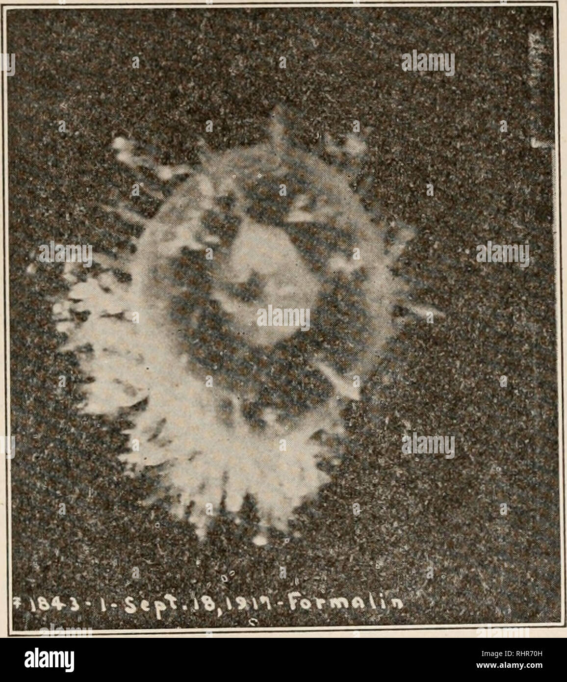 . The Biological bulletin. Biology; Zoology; Biology; Marine Biology