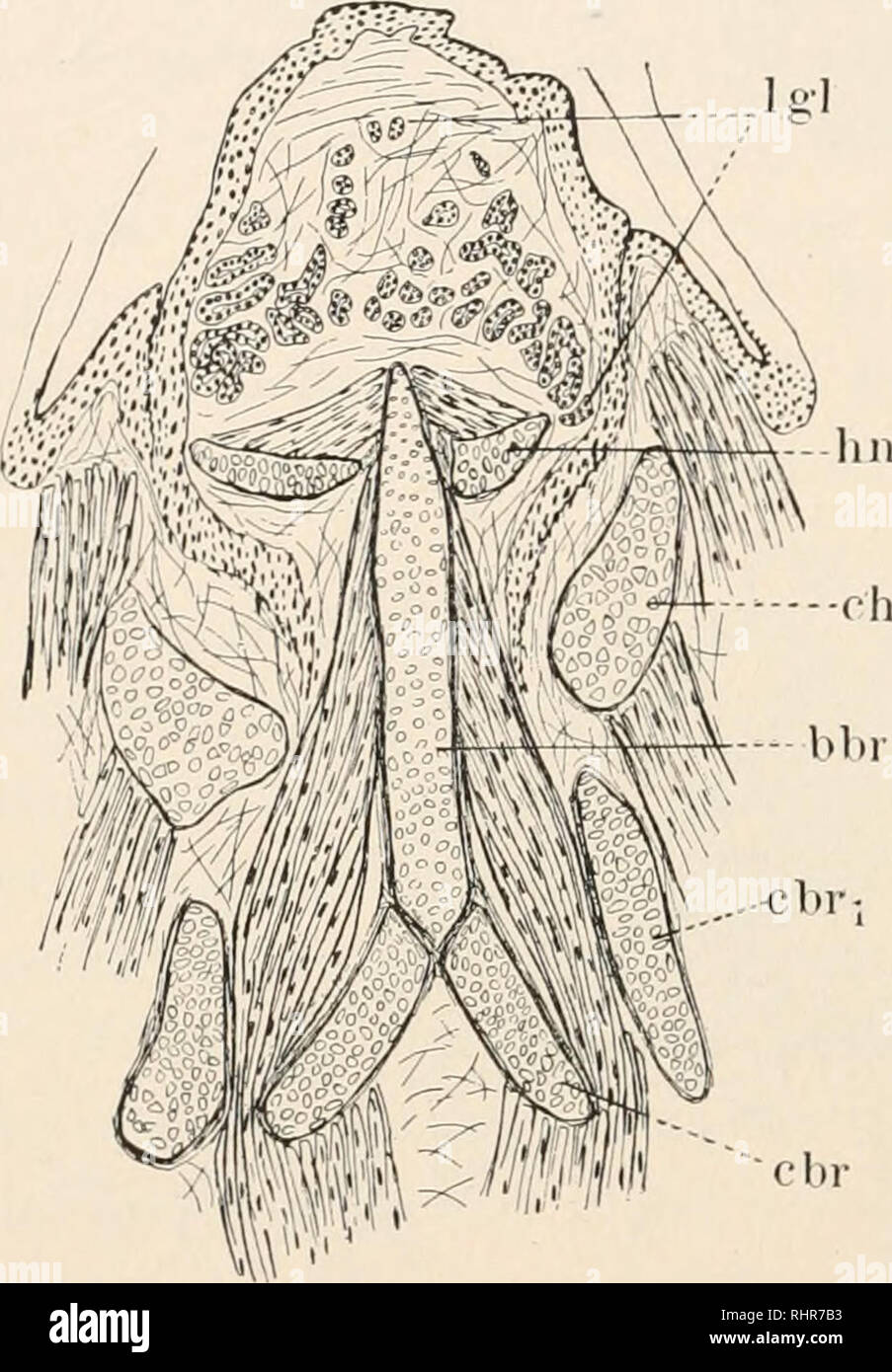 . The Biological bulletin. Biology; Zoology; Biology; Marine Biology ...