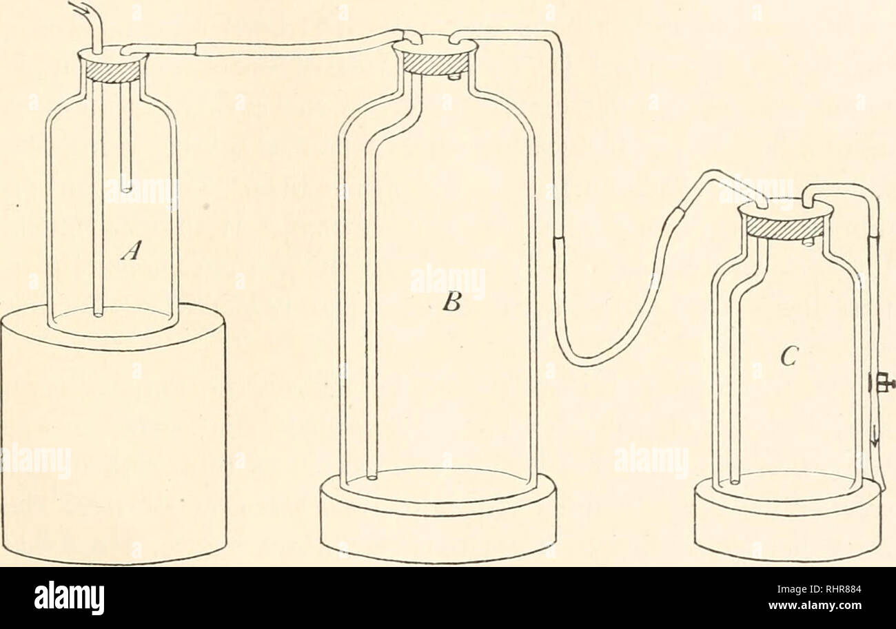 . The Biological bulletin. Biology; Zoology; Biology; Marine Biology. RESISTANCE OF FISHES. 327 water had filled all the bottles and had been running through them for some time, during which time the corks of all the bottles had been sealed with modeling clay, it was again tested for concentration and constancy of dissolved gas. The samples were usually collected at the exit tube of bottle C. If the tests showed the desired concentration to be present and constant, fishes were quickly introduced, the corks rapidly replaced and reseated, and observations begun. Because of the fact that at. FIG. Stock Photo