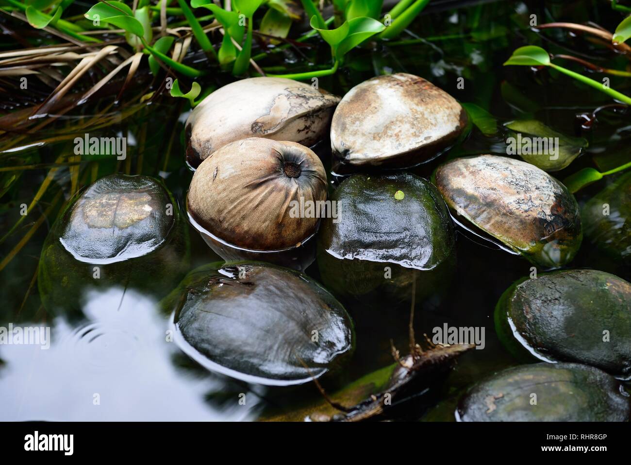 Wild coconuts floating in water in the tropical forest in Hawaii Big