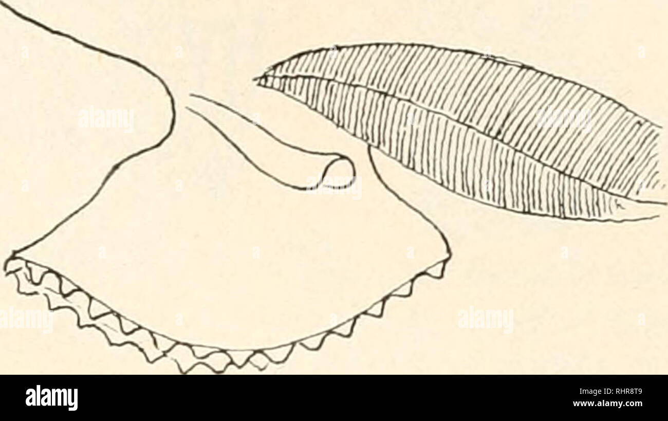 . The Biological bulletin. Biology; Zoology; Biology; Marine Biology. FIG. ii. FIG. 12. FIG. ii. Dorsal view of pedal disk. FIG. 12. Side view of foot, showing palp-appendage and branchia. The gills are most peculiar in Solenomya. As Pelseneer has shown, there is only one gill on each side having an upward and downward series from a central base. This line dividing the upper and lower series runs from the dorsal anterior portion of the gills to nearly a ventral point posteriorly (Fig. 12). The filaments are distinctly separate and are beautiful in their regularity. The filaments are arranged o Stock Photo