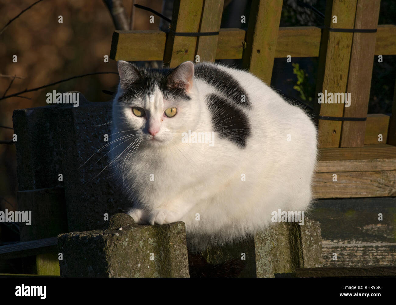 Black and White cat sat on a garden fence in the UK Stock Photo - Alamy