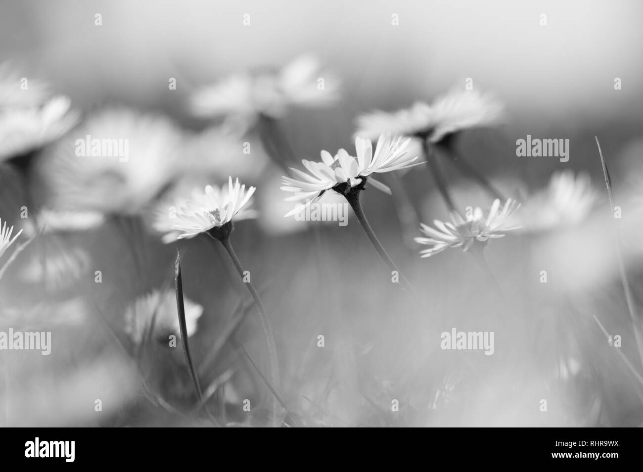 Cute little white flowers Black and White Stock Photos & Images - Alamy