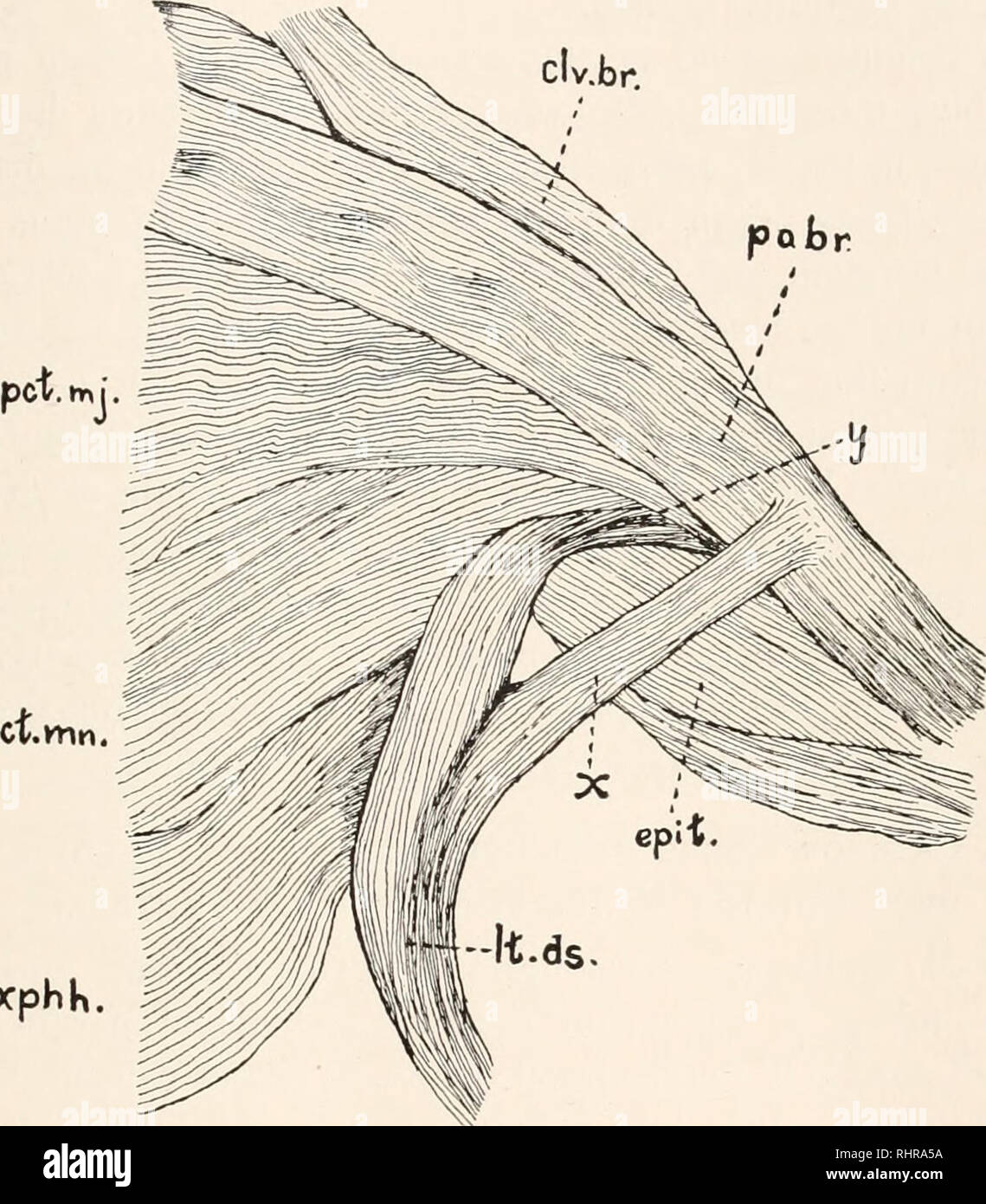 M latissimus dorsi hires stock photography and images Alamy