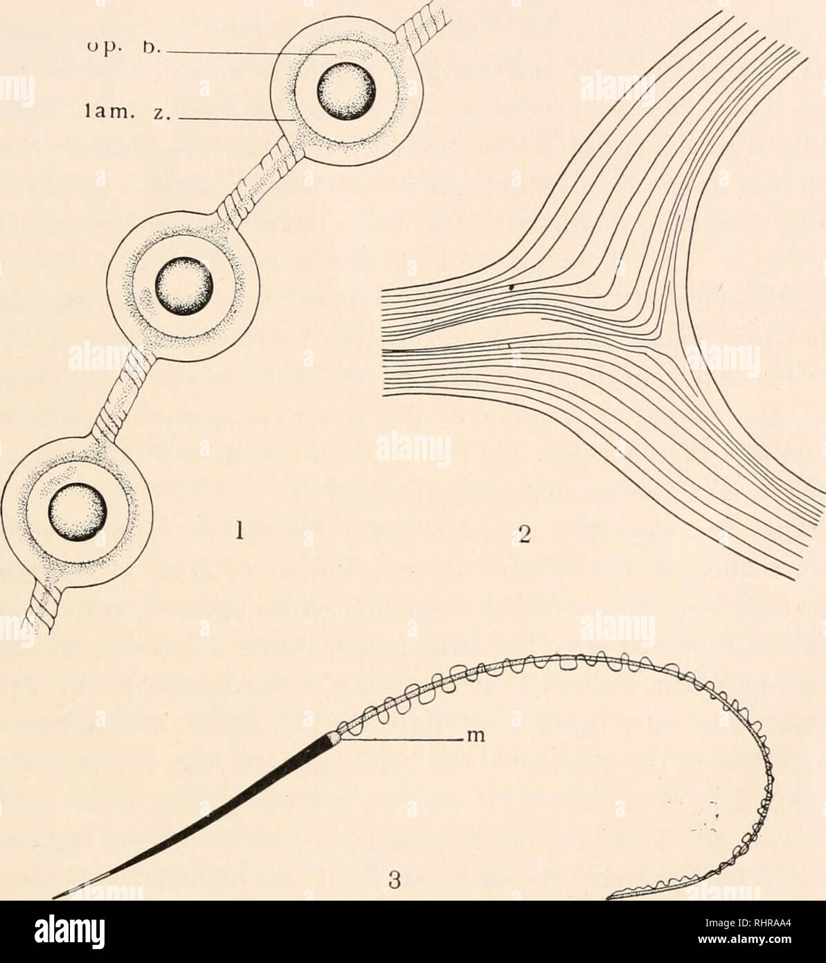. The Biological bulletin. Biology; Zoology; Biology; Marine Biology