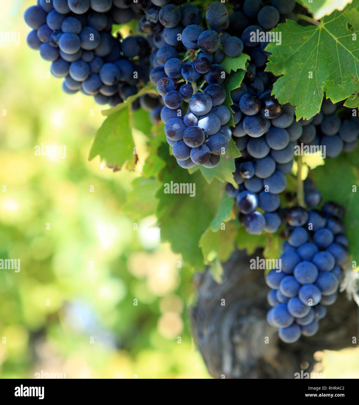 sauvignon red wine grapes French vineyard Stock Photo Alamy