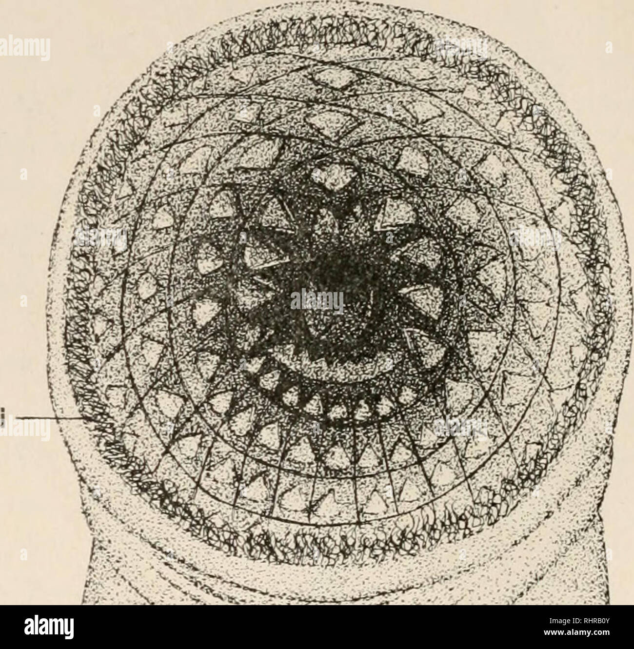 . The Biological bulletin. Biology; Zoology; Biology; Marine Biology. 4