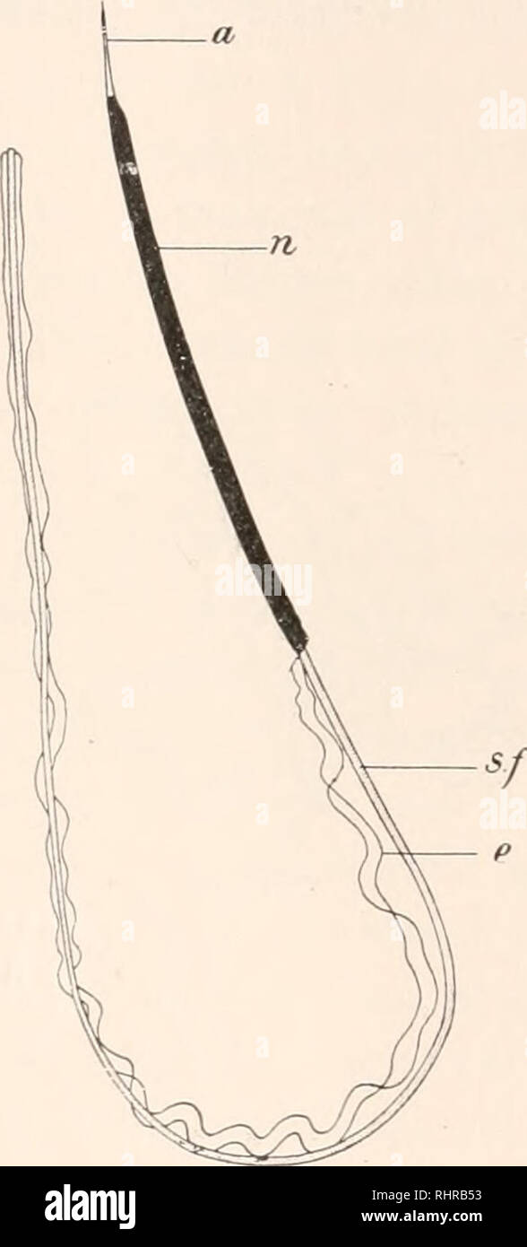 . The Biological bulletin. Biology; Zoology; Biology; Marine Biology