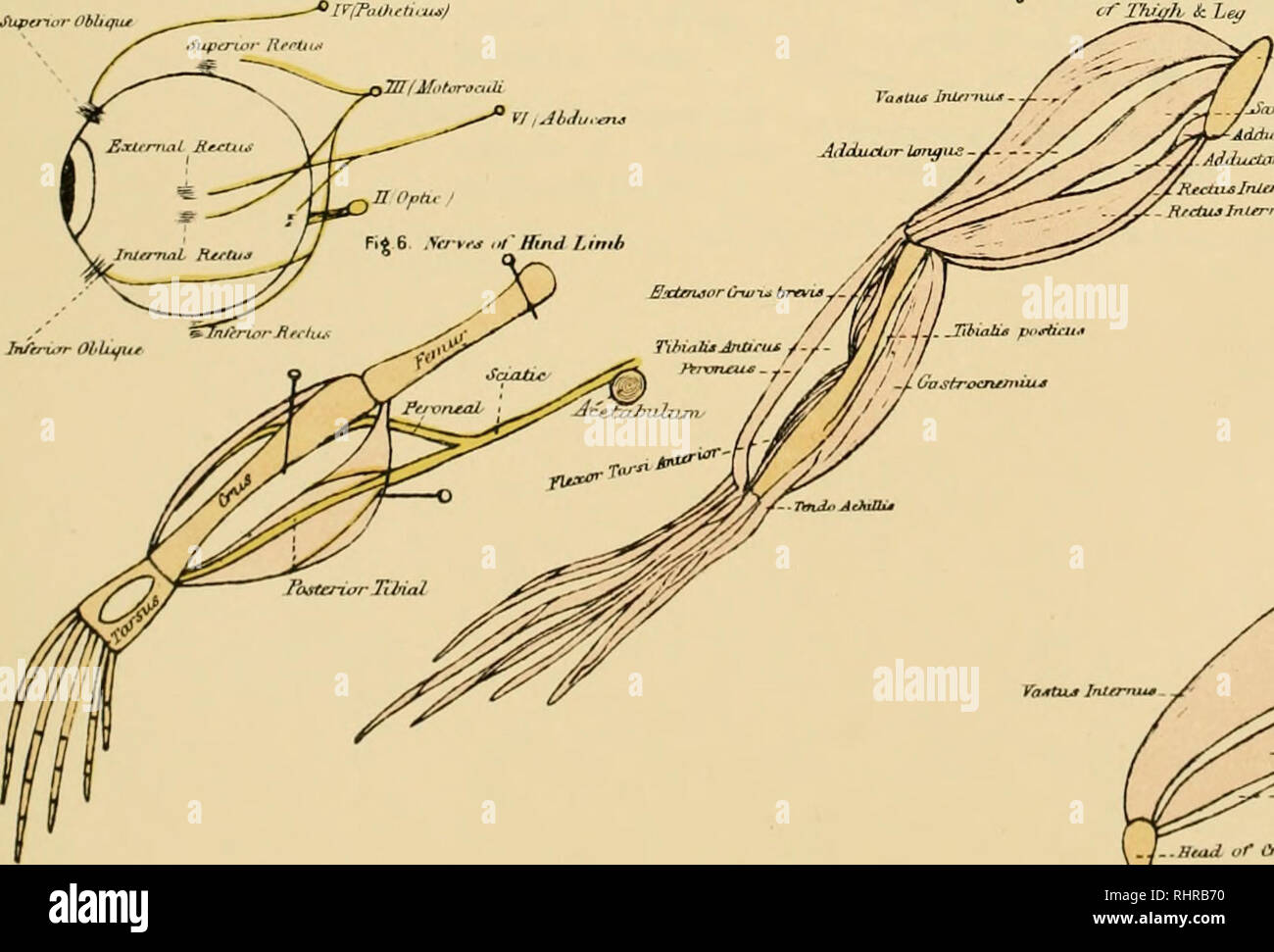 Biological Atlas A Guide To The Practical Study Of Plants And Animals Natural History O Er Ia Gt R S F Hatsophtiryrngeal Oia 3 Hervf 9 Quot Quot A Iwe Rfrav Ni Tkf Eye L Ltchhfti Iijs Ihira Malo Bnuuf