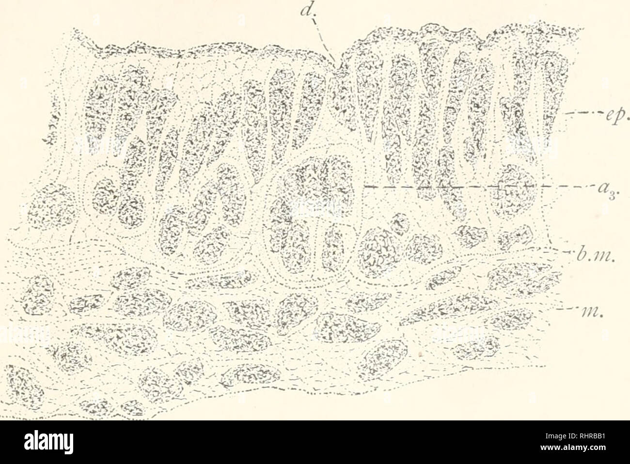 Gastric gland cell hires stock photography and images Alamy
