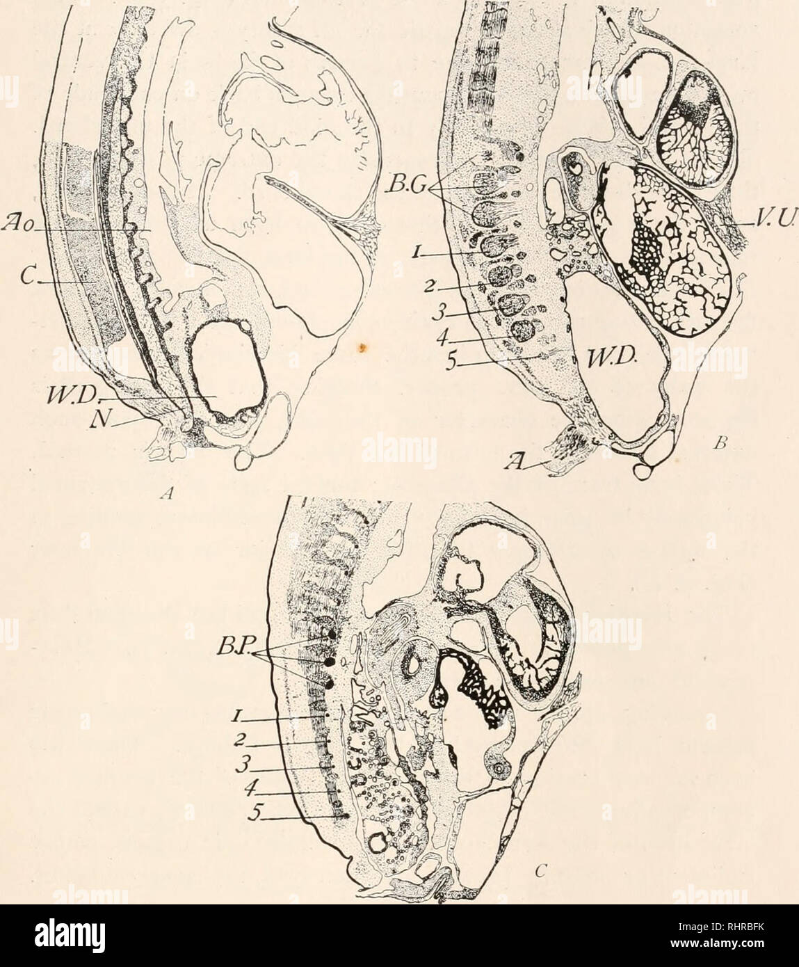 . The Biological bulletin. Biology; Zoology; Biology; Marine Biology. DEVELOPMENT OF EMBRYO OF FOWL. 43 being very small, and evidently partially destroyed by the opera- tion. As the first leg-somite is the seventh post-brachial, the absence of rudiments of the hind limbs in this embryo is readily understood. B. FIG. 5. Three sections from a sagittal series through the embryo shown in Fig. 4. A, amnion ; Ao., aorta ; B.C., ganglia of the nerves of the wing ; B.P., nerves of wing; C, cord; N, notochord ; V. U., umbilical vein; IV.£)., Wolffian duct; 1-5, first to fifth postbrachial ganglia or n Stock Photo