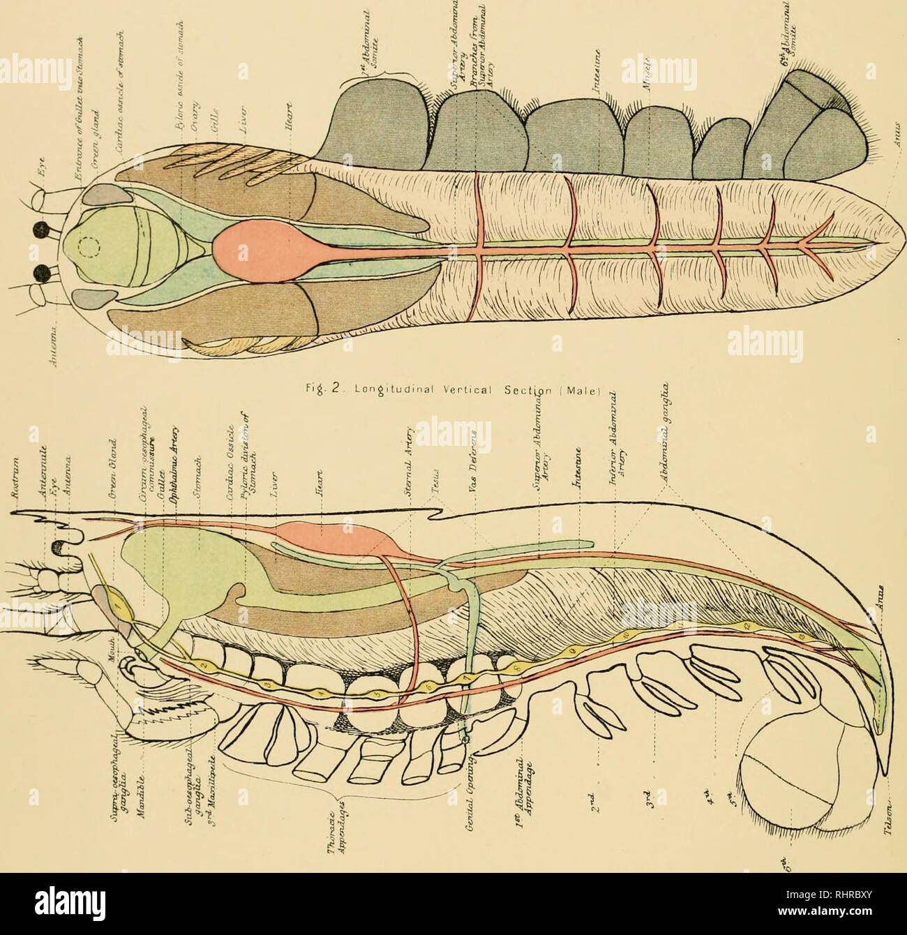 . Biological atlas: a guide to the practical study of plants and animals. Natural history. LOBSTER (HOMARUS VULGARIS)—CoNTi'- PLATE XIII. Fig.I. Longitudinal Horizontal Section iFemalej. Flg.3. FRESH-WATER CRAYFISH (AST^CUS FLUVIATILIS; 5 g, (Female ). Please note that these images are extracted from scanned page images that may have been digitally enhanced for readability - coloration and appearance of these illustrations may not perfectly resemble the original work.. McAlpine, Daniel; McAlpine, Archibald N. , 1855-1924. Edinburgh, Johnston Stock Photo