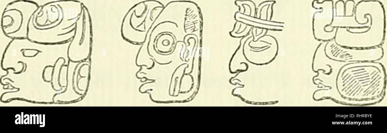  Biologia Centrali Americana Or Contributions To The Knowledge Of 